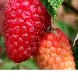 саженцы малины зкс - тип 1