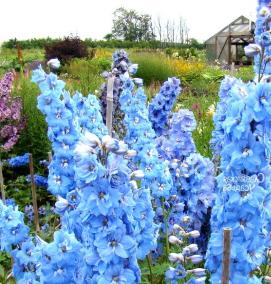 саженцы многолетних растений - вариант 4