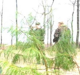 саженцы на участок - модель 4