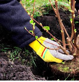 саженцы низкорослых плодовых деревьев - вариант 4