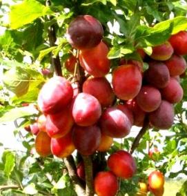 саженцы низкорослых плодовых деревьев - вариант 3