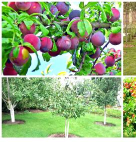 саженцы низкорослых плодовых деревьев - вариант 2