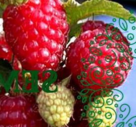 саженцы облепихи алтайская - вариант 1