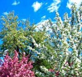 саженцы облепихи алтайская - вариант 2