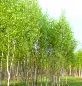 саженцы обыкновенной березы - тип 1