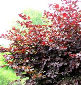 саженцы ореха лещины - модель 3