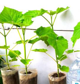 саженцы павловнии войлочной - модель 1