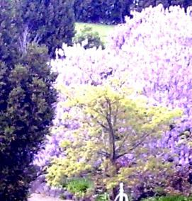 саженцы павловнии войлочной - модель 4