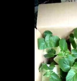 саженцы павловнии войлочной - модель 3