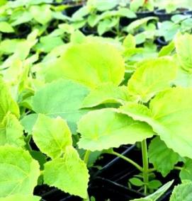 саженцы павловнии войлочной - модель 2