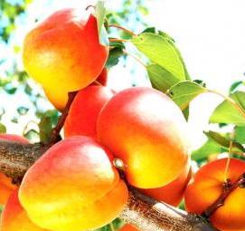 саженцы персиков абрикосов - тип 4