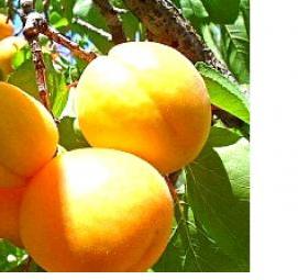 саженцы персиков абрикосов - тип 2