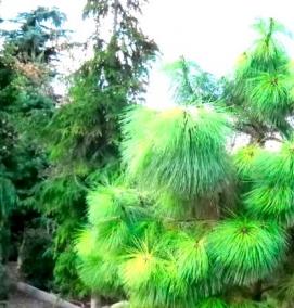 саженцы пицундской сосны - модель 1