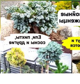 саженцы пицундской сосны - модель 2