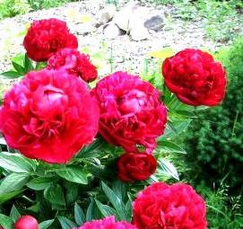 саженцы пионов - вариант 1