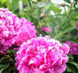 саженцы пионов - вариант 4