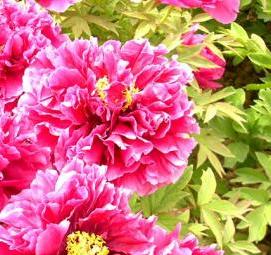 саженцы пионов - вариант 3