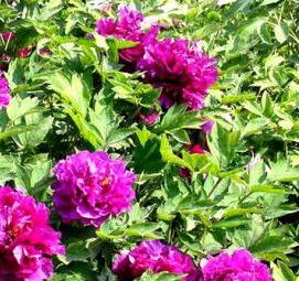 саженцы пионов - вариант 2