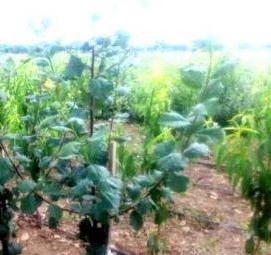 саженцы плодовых и декоративных культур - тип 2