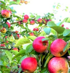 саженцы райской яблони - вариант 3