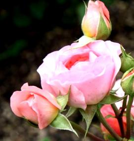 саженцы роз морозостойкие - тип 2