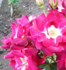 саженцы розовых роз - модель 1