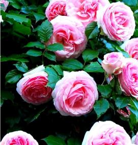 саженцы розовых роз - модель 2