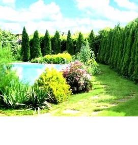 саженцы садовых деревьев и кустарников - вариант 4