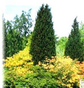 саженцы садовых деревьев и кустарников - вариант 3