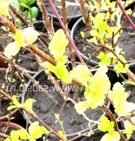 саженцы садовых деревьев и кустарников - вариант 2