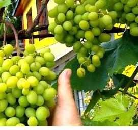 саженцы северного винограда - тип 2