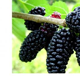 саженцы шелковицы - модель 3