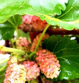 саженцы шелковицы - модель 2