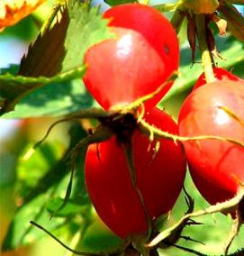 саженцы шиповника - вариант 1