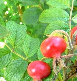 саженцы шиповника - вариант 4