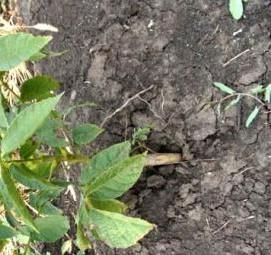 саженцы скороплодного грецкого ореха - модель 1