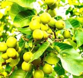 саженцы скороплодного грецкого ореха - модель 4