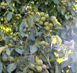 саженцы скороплодного грецкого ореха - модель 3