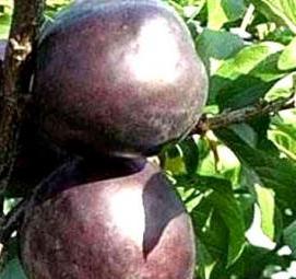 саженцы сливы бербанк гигант - тип 1