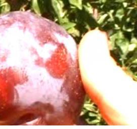 саженцы сливы бербанк гигант - тип 4