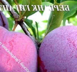 саженцы сливы бербанк гигант - тип 3