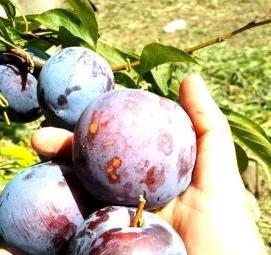 саженцы сливы бербанк гигант - тип 2