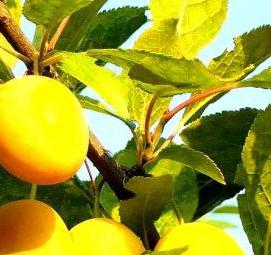 саженцы сливы - вариант 1