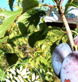 саженцы сливы крупноплодные морозостойкие - тип 4