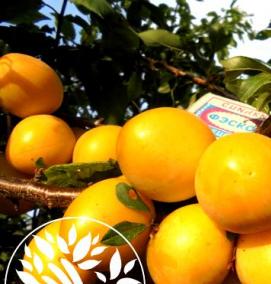 саженцы сливы крупноплодные морозостойкие - тип 3