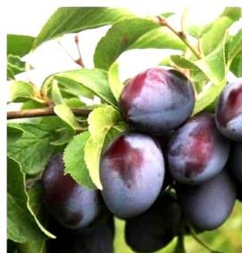 саженцы сливы крупноплодные морозостойкие - тип 2