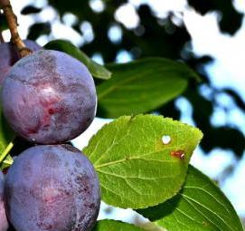 саженцы сливы - вариант 4