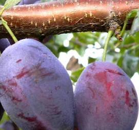 саженцы сливы - вариант 3