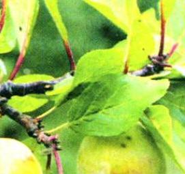 саженцы сливы - вариант 2