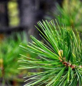 саженцы сосны кедровой сибирской - тип 1